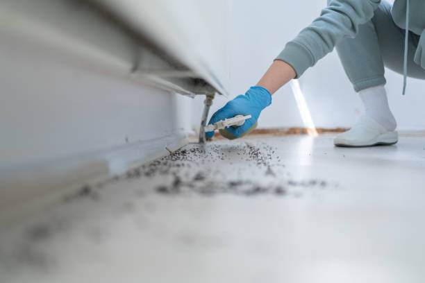 Best Ant Control Services  in Abbeville, LA